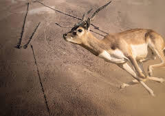 Rätselhafte Wüstendrachen