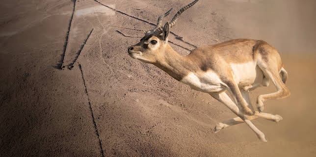 20:55: Rätselhafte Wüstendrachen | ZDFinfo | 12/25 2025