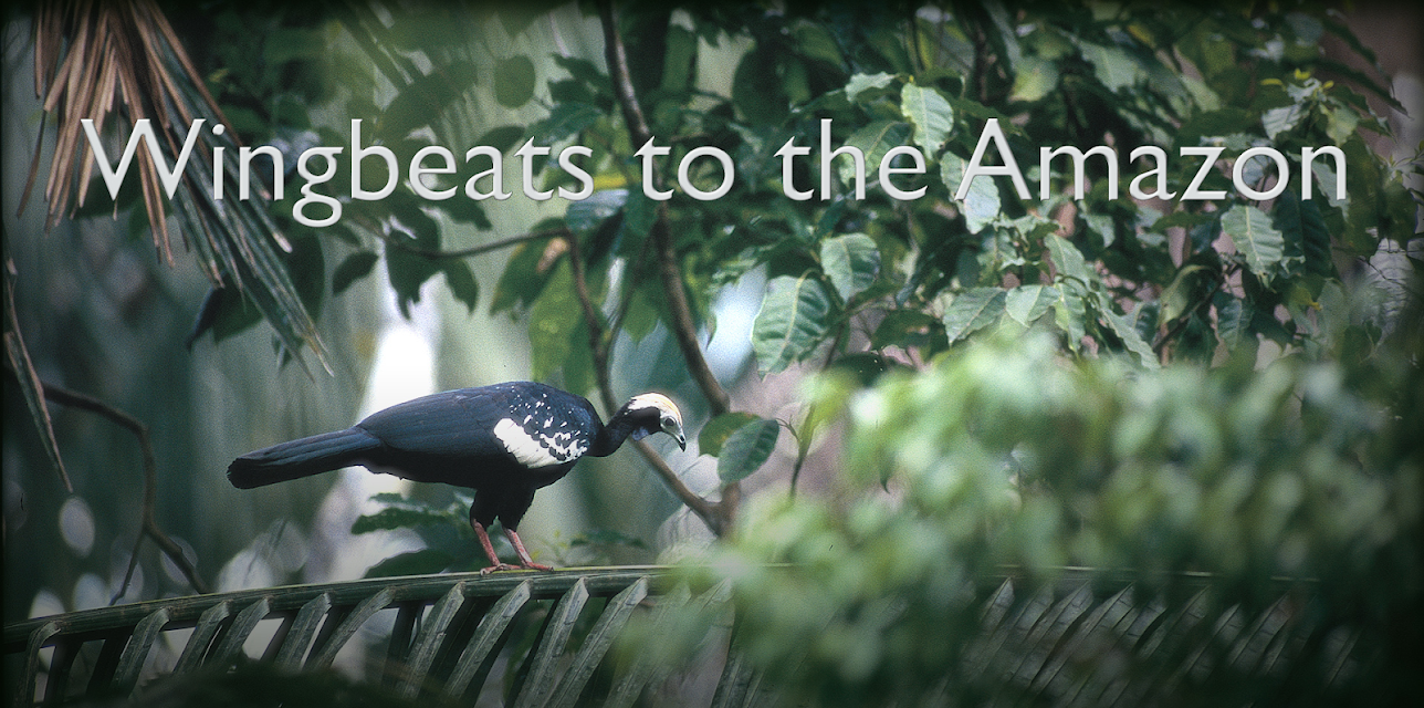 Wingbeats to the Amazon (1997)