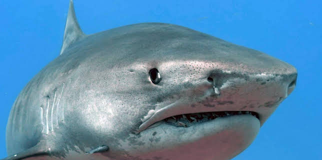 17:50: Was Tiere fühlen | Arte | 11/18 2025