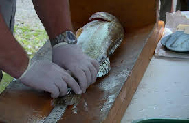 Robson Green's Grandslam Fishing: Michigan