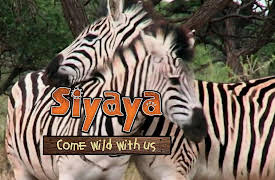 Siyaya – Come Wild With Us: Noah's Ark