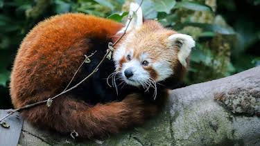 12:40 PM: Go Wild (S1) | Cbeebies | 4/1 2026