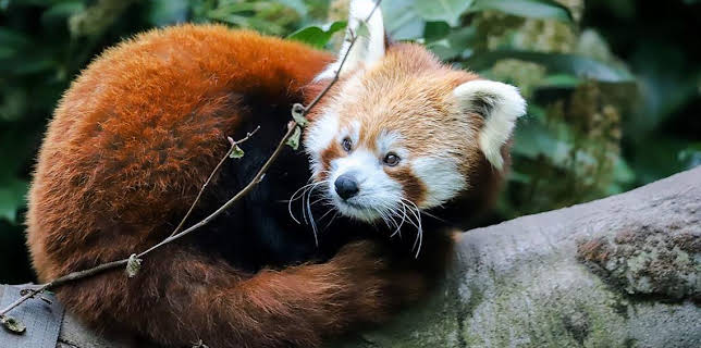 12:40 PM: Go Wild (S1) | Cbeebies | 12/14 2025