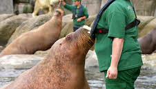 Leopard, Seebär & Co