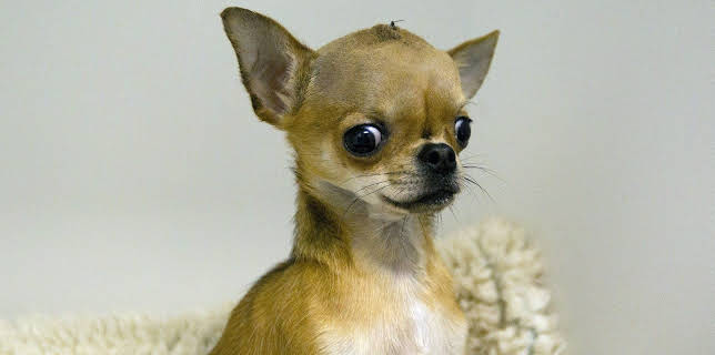 18:25: Der Super-Doc - Einsatz für 4 Pfoten | Sixx | 1/4 2026