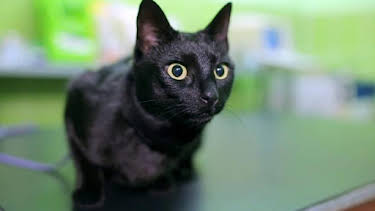 9:00 AM: How Do Animals Do That? (S1) | Discovery Channel | 4/4 2026