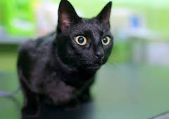 How Do Animals Do That?