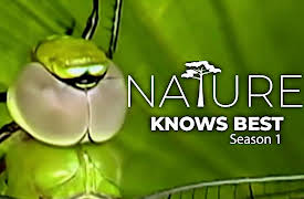 Xploration Nature Knows Best: The Wonders of the Whirlybird