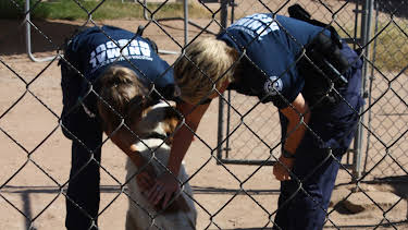 12:15: Animal Cops Phoenix (S15 E12) (S15) | Animal Planet | 2/17 2026