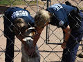 Animal Cops Phoenix