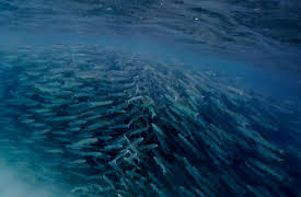 Animal Instincts: Running the Gauntlet