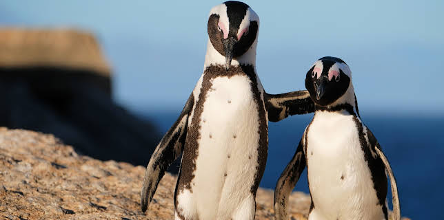 06:50: The Zoo: San Diego (S1 E7) (S1) | Animal Planet | 3/2 2026