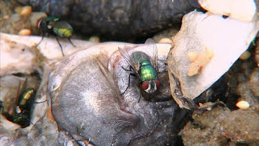 03:20: Elefant, Tiger & Co. | MDR Fernsehen | 5/7 2026