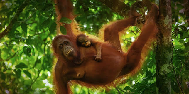 18:45: Ville familier: Jungler | NRK 2 | 1/24 2026