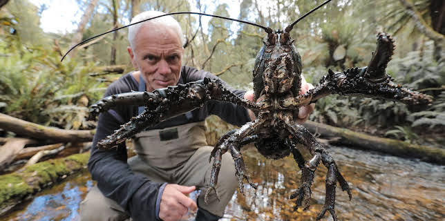 00:45: Fiske i mystiske farvann (S1 E5) (S1) | Animal Planet | 11/7 2025