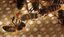 Das Leben der Honigbienen