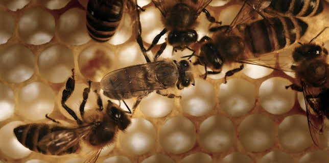 05:30: Das Leben der Honigbienen | SWR Fernsehen BW | 3/19 2026