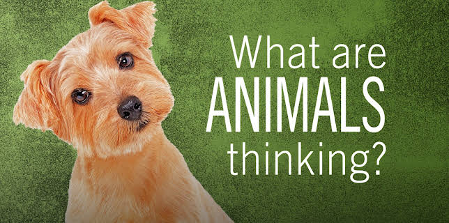 What Are Animals Thinking? (2012)