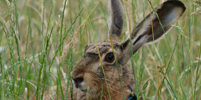 02:05: natur exclusiv | BR Fernsehen | 3/8 2026