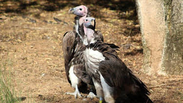2:00 PM: The Zoo: San Diego (S2) | Discovery Channel | 9/21 2026