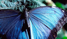 Das Genie der Natur (2/3)