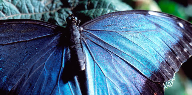 04:50: Das Genie der Natur (2/3) | 3SAT | 1/21 2026