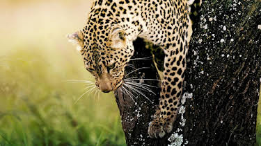 11:00 PM: The Real Serengeti | Nat Geo Wild | 12/21 2025