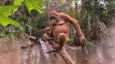 16:10: Elefant, Tiger & Co. (508) | Das Erste | 4/30 2026