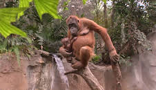 Elefant, Tiger & Co. (508)