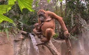 Elefant, Tiger & Co. (508)