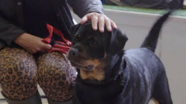 06:35: Australiens Tierrettung - Einsatz am Bondi Beach | Sixx | 3/29 2026