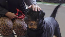 Australiens Tierrettung - Einsatz am Bondi Beach