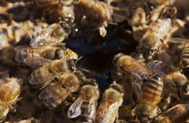 Rotten: Lawyers, Guns & Honey