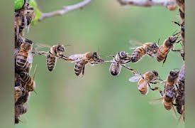 Zoology: Understanding the Animal World: Think! How Intelligent Are Animals?