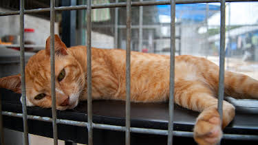 06:00: Animal Cops Houston (S7 E11) (S7) | Animal Planet | 4/26 2026