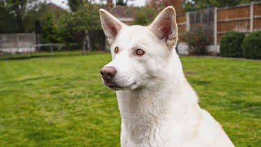 9:00 AM: Cats and Dogs at War (S1 E3) (S1) | 5 Star | 1/9 2026