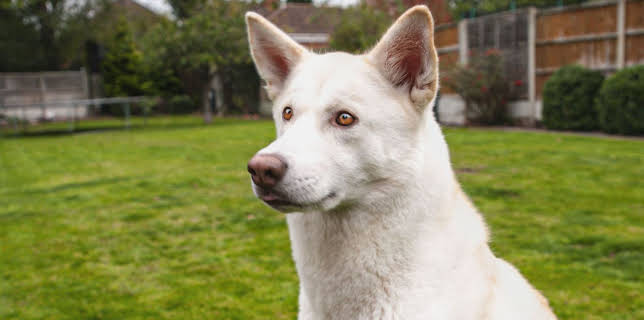 8:00 AM: Cats and Dogs at War (S1 E3) (S1) | 5 Star | 1/9 2026