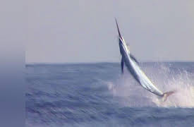 Fishin' with the Good Ol' Boys: Mazatlan Marilin Catching three Marlin at one time.