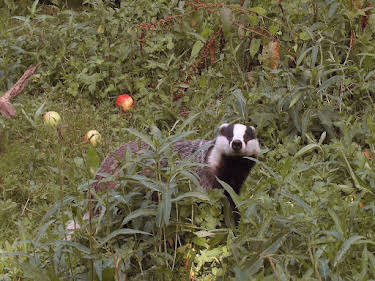 21:00: Dachse - Unsere unbekannten Nachbarn | SWR Fernsehen RP | 4/19 2026