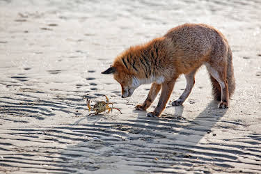 11:05: Wildes Venedig | 3SAT | 3/30 2026