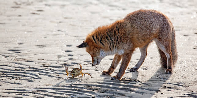 13:15: Wildes Venedig | 3SAT | 12/14 2025