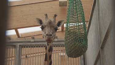 05:25: Giraffe, Erdmännchen & Co. | HR Fernsehen | 9/3 2026