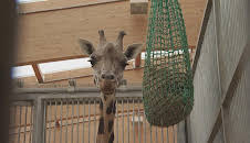 Giraffe, Erdmännchen & Co.