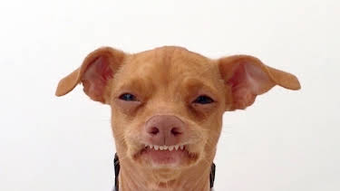 08:40: We Love Puppies (S1 E1) (S1) | Animal Planet | 1/30 2026