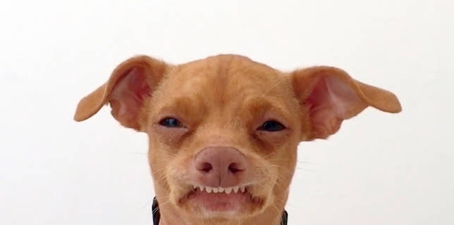 07:40: We Love Puppies (S1 E1) (S1) | Animal Planet | 1/30 2026