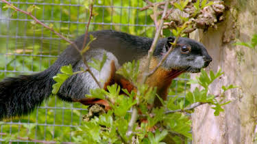 1:35 PM: Go Wild (S2) | Cbeebies | 1/11 2026