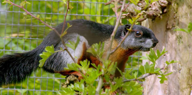 12:35 PM: Go Wild (S2) | Cbeebies | 1/11 2026