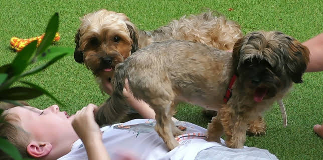 16:20: Hundehuset: Peppi og Tink | NRK 2 | 1/21 2026