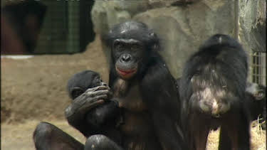 11:15: Giraffe, Erdmännchen & Co. | RBB Fernsehen | 4/22 2026